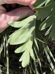 Hydrophyllum alpestre