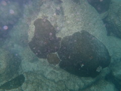 Pseudodiploria clivosa