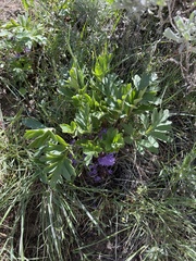 Hydrophyllum alpestre