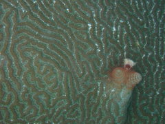 Pseudodiploria clivosa