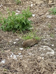 Marmota monax