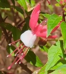 Fuchsia × hybrida