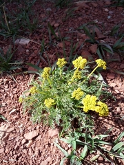 Musineon tenuifolium