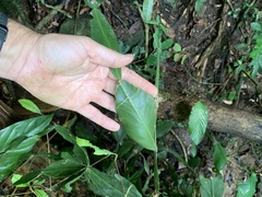 Rhipsalis elliptica