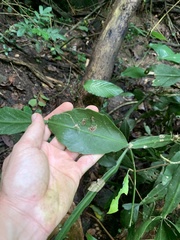 Rhipsalis elliptica