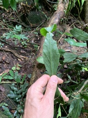 Rhipsalis elliptica