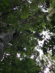 Rhipsalis elliptica