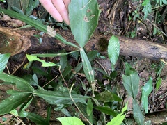 Rhipsalis elliptica