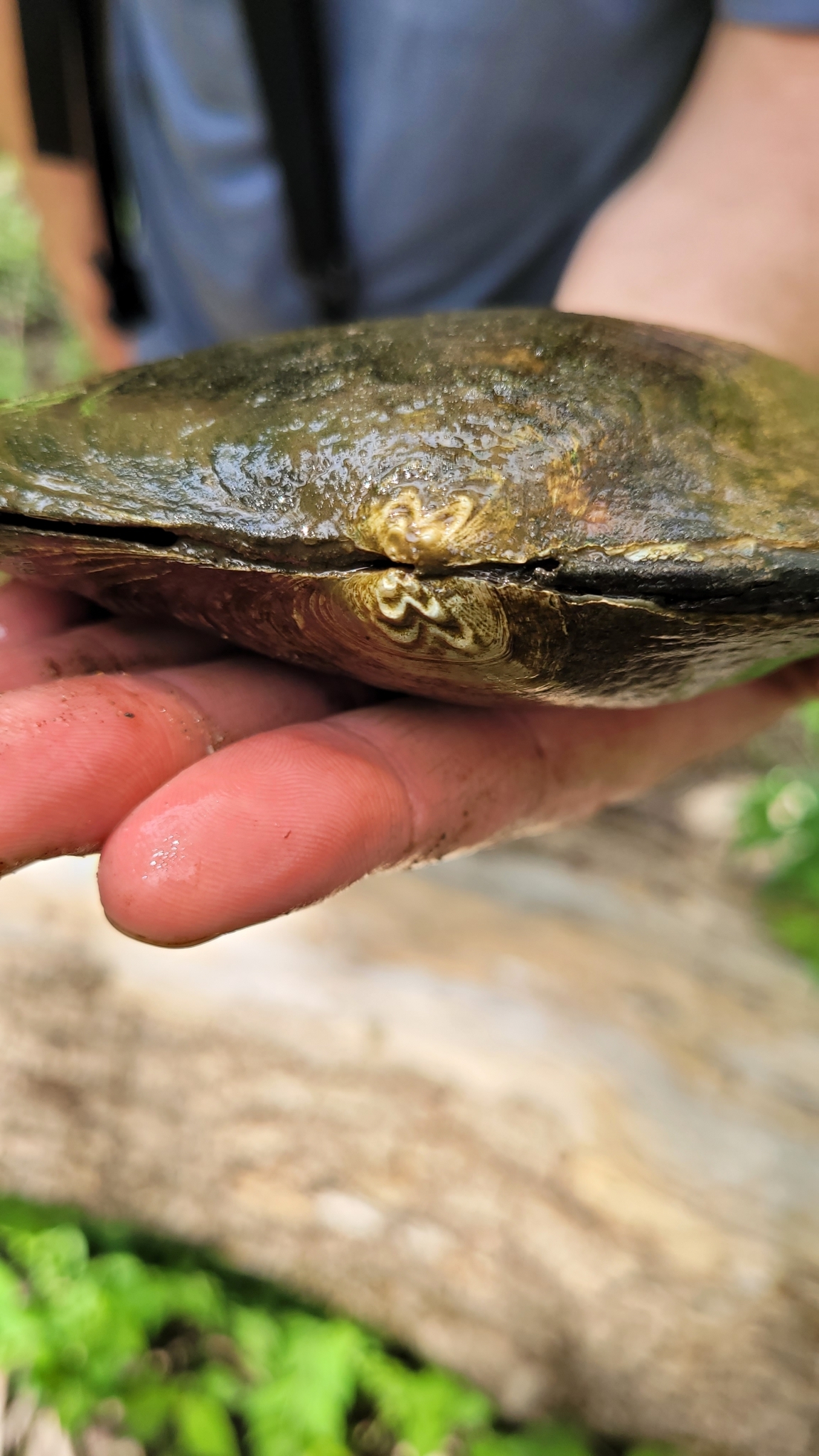 Lasmigona complanata (Barnes, 1823)