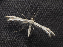 Singularia alternaria