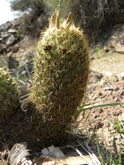 Coryphantha erecta