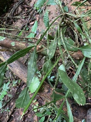 Rhipsalis elliptica