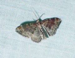 Xanthorhoe spadicearia
