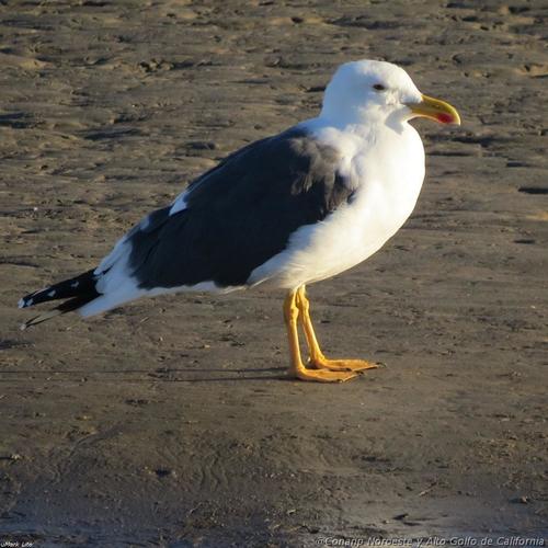 Yellow-footed Gull