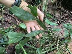 Rhipsalis elliptica