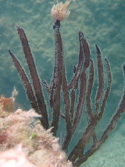Pterogorgia anceps