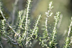 Baccharis patens