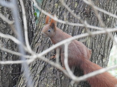 Sciurus vulgaris