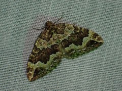 Lampropteryx suffumata