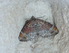 Xanthorhoe spadicearia