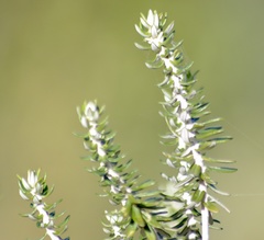 Baccharis patens
