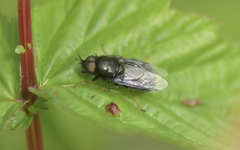 Odontomyia tigrina