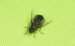 Odontomyia tigrina