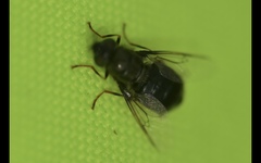 Odontomyia tigrina