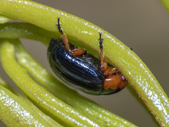 Phaedon semimarginatus