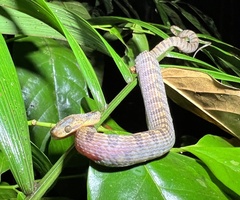 Leptodeira septentrionalis image