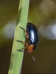 Phaedon semimarginatus