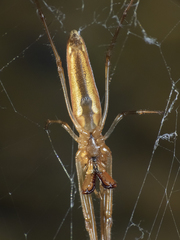 Tetragnatha