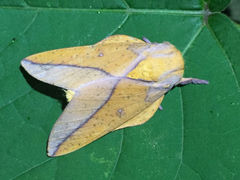 Syssphinx bisecta