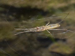 Tetragnatha