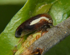 Ophiderma flavicephala