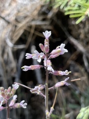 Boechera sparsiflora