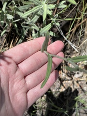 Boechera sparsiflora