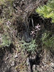 Boechera sparsiflora