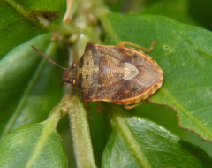 Dendrocoris humeralis