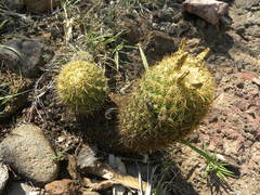 Coryphantha erecta