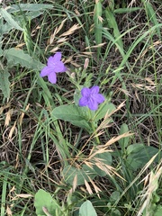 Ruellia occidentalis