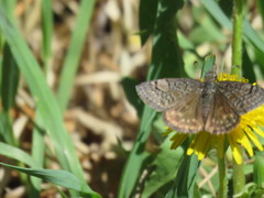 Erynnis icelus
