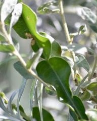 Baccharis jocheniana