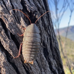 Polyzosteria limbata