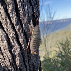 Polyzosteria limbata