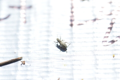 Sitona cylindricollis