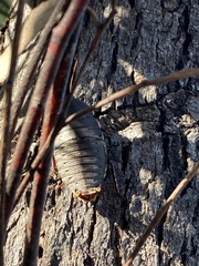 Polyzosteria limbata