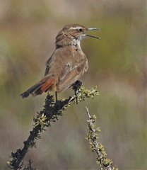 Ochetorhynchus phoenicurus