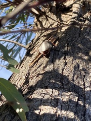 Polyzosteria limbata