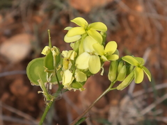Biscutella auriculata